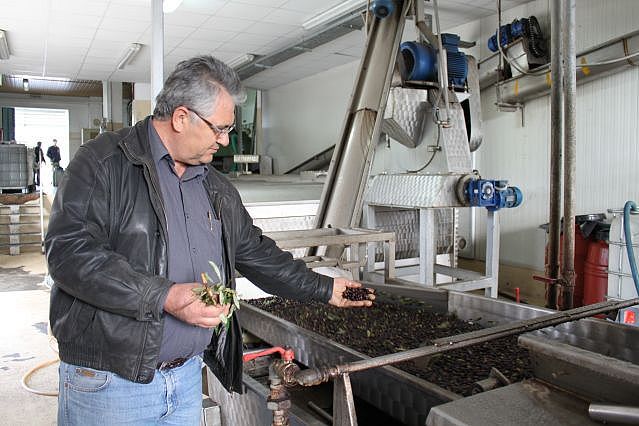 Thanasis prüft Oliven im Pressverfahren