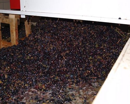 Weintrauben - KALAMAKI HOLIDAYS