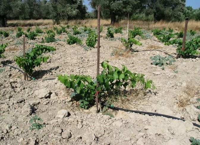 Wein in Kreta- KALAMAKI HOLIDAYS